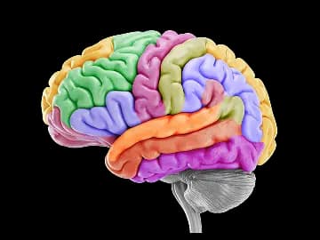 brain image
