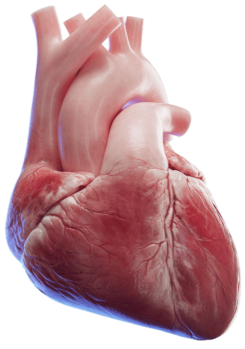 heart