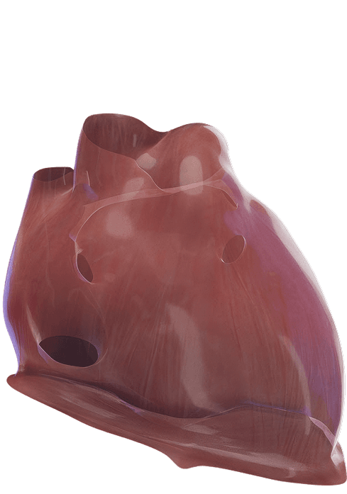heart