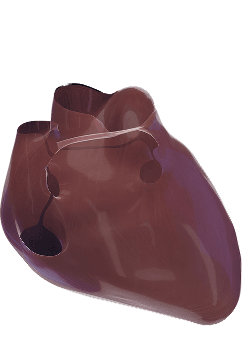 heart