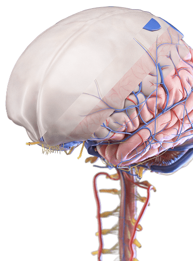 brain