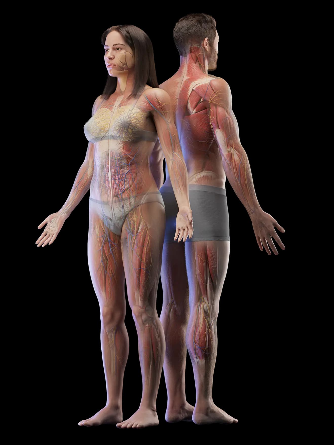 3D Anatomical Models
