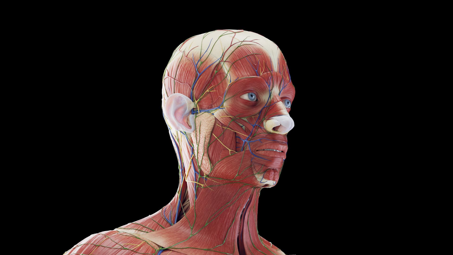 Medical Illustration Licensing Explained