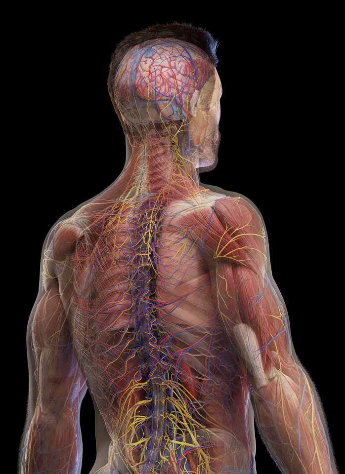 Back view of human anatomy model