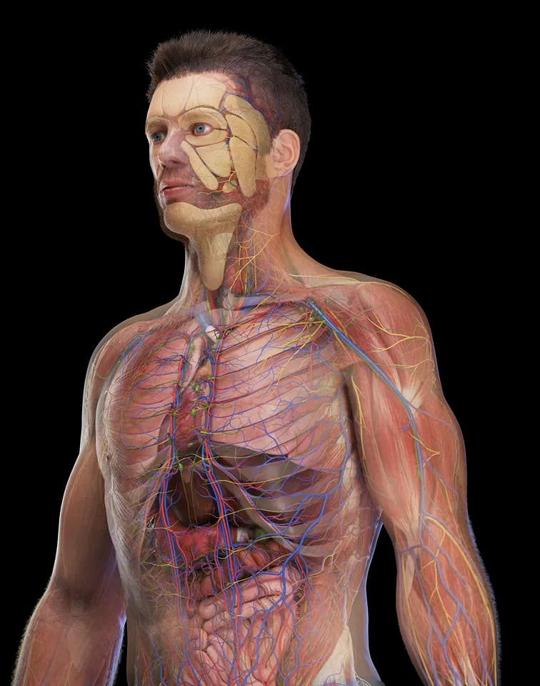 Front view of human anatomy model