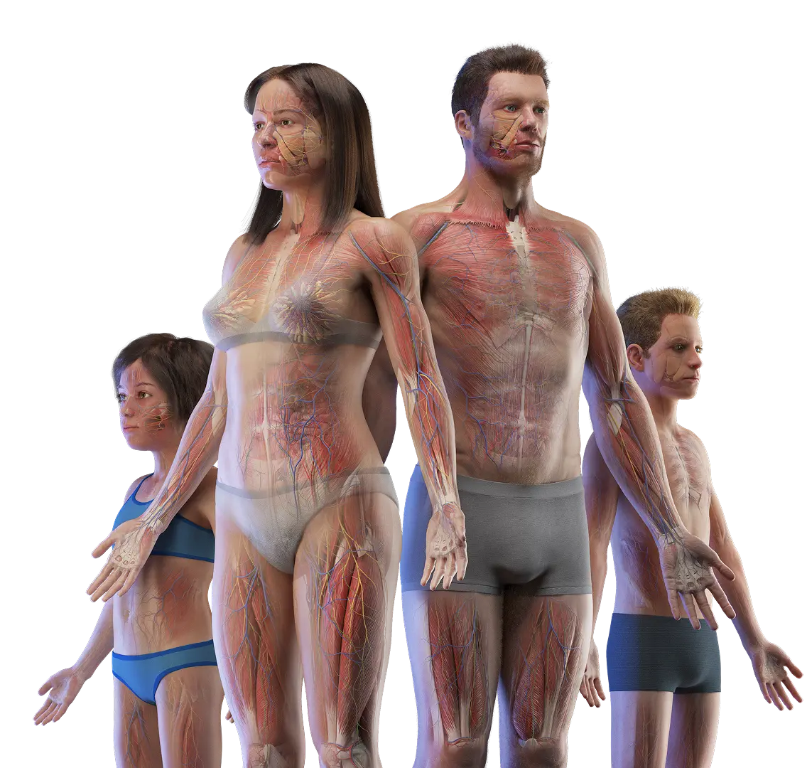 3D anatomy models
